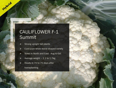 CYBEXIS CAULIFLOWER F-1 Summit SEEDS(1000 Seeds) Seed(1000 per packet)