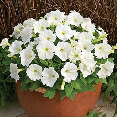 CYBEXIS White Petunia Non Gmo Flower Seeds Hybrid Seed(50 per packet)