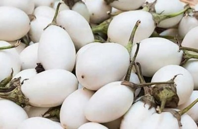 UGRA White Egg Shaped Eggplant Seed(2000 per packet)