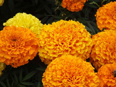 LiveNature Marigold Mix Color Flower Seeds For Home Garden Seed(50 per packet)