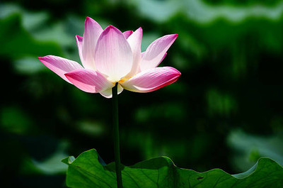 Cosmos lotus,kamal gatta Seed(10 per packet)