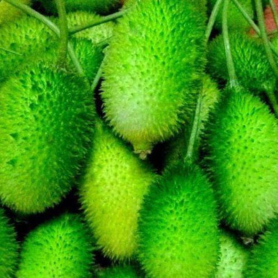 seedito kakoda kantola seeds /kantola vegetable seeds hybrid And Dasi Seed(10 per packet)