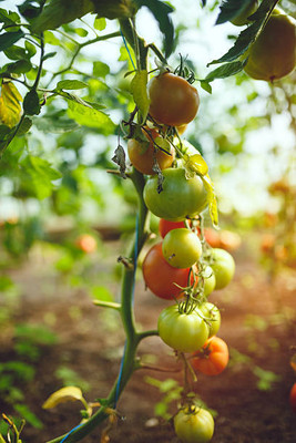 TORPPEZA tomato Seed(100 per packet)