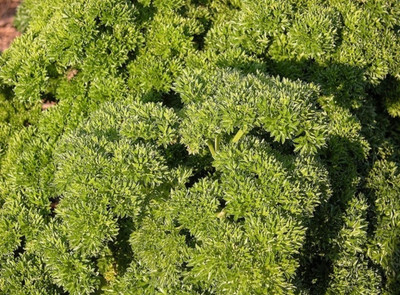 Quentova Leaf parsley - Moss Curled-HQL-4C Seed(50 per packet)