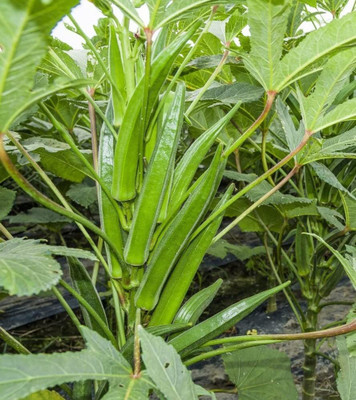 CYBEXIS VXI-36 - Clemson Spineless Okra Ladyfinger - (450 Seeds) Seed(450 per packet)