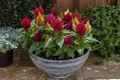 ZIXA CELOSIA FLOWERS Seed(80 per packet)