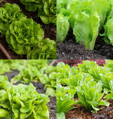 ibains Lettuce seeds for home garden beej 12 Seed(12 per packet)