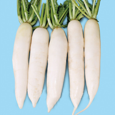 VINTI Radish Mt. Data Seed(2000 per packet)