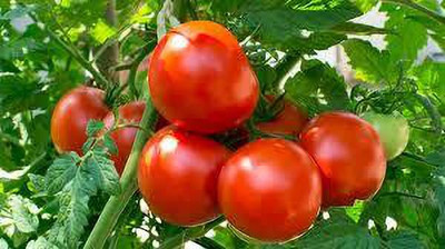 XOLDAA hybrid f1 quality tomato seeds Seed(60 per packet)