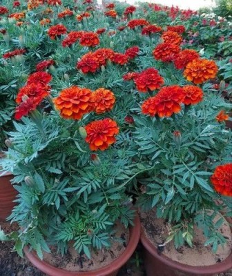 Mozette Exotic marigold red Seed(49 per packet)