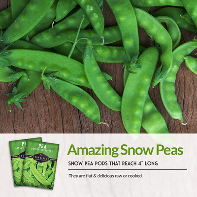 VibeX NDIR-85 - Oregon Sugar Pod II Pea - (900 Seeds) Seed(900 per packet)