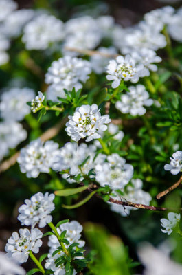 XOLDAA gypsophila flower Seed(25 per packet)