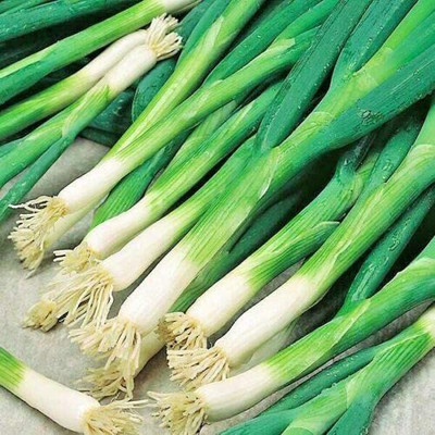 WILLVINE HUA-665 JAPANESE-EVERGREEN WHITE BUNCHING ONION-3000 Seeds Seed(3000 per packet)