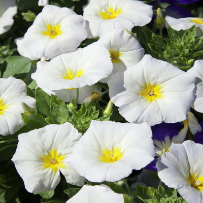 abiswas Ipomoea (Morning Glory) Flower Seed(820 per packet)