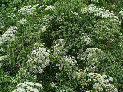 CYBEXIS XL-97 - Queen Anne's Lace - Wild Carrot - (180 Seeds) Seed(180 per packet)
