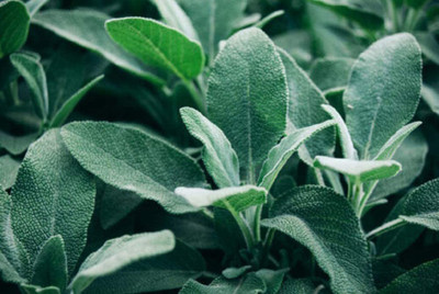 VibeX HUA-14 - Broadleaf Sage - (1350 Seeds) Seed(1350 per packet)