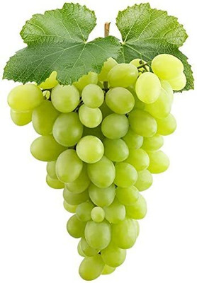Aywal Hybrid Grabes Seed(85 per packet)