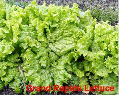 CYBEXIS Grand Rapids Lettuce Seeds2000 Seeds Seed(2000 per packet)