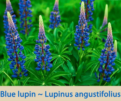 TRICONE Russell Lupin Flower Seed, Dwarf Hybrid Lupinus Polyphyllus 20 Seeds WS40 Seed(20 per packet)