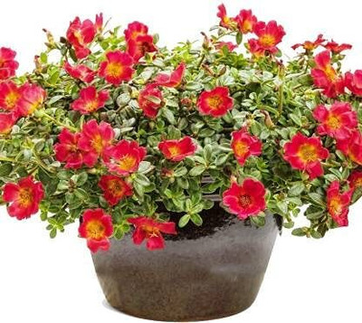 Aywal 9'o Clock Flower Seed(40 per packet)