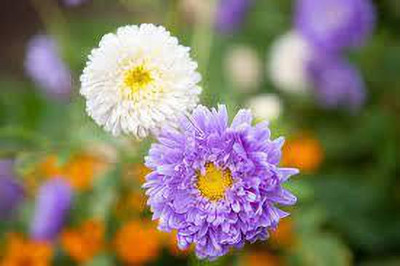 nizex Aster flower seed mixed beautifull flower seed b90 Seed(75 per packet)
