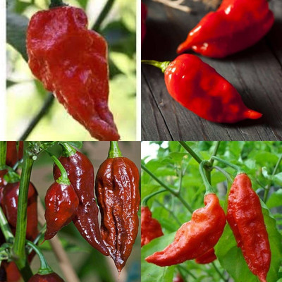 ibains King chilli seed60 Seed(60 per packet)