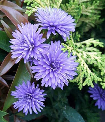 Aywal Aster Mixed Hybrid Imported Flower Seed(20 per packet)