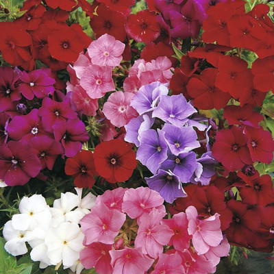 CYBEXIS Phlox Drumondii Dwarf Beauty Mix Seeds - Mixed Colour Flowers Seed(50 per packet)