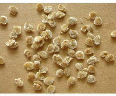 BDSresolve Tomato seeds PCK OF 80 Seed(80 per packet)
