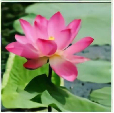 CYBEXIS LXI-56 - Dwarf Mini Aquarium Lotus - (30 Seeds) Seed(30 per packet)