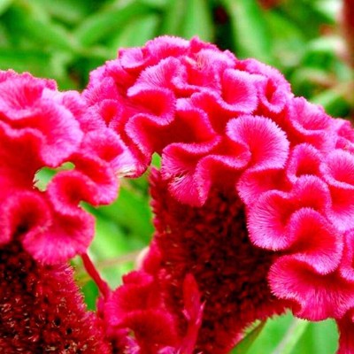 Quentova Red Cockscomb-10Y-VXL Seed(100 per packet)