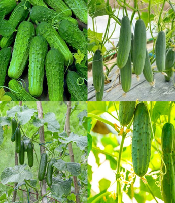 ibains Desi khira seed cucumber kakri seeds beej 42 Seed(42 per packet)