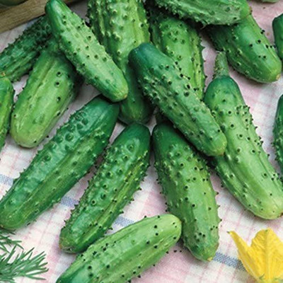 VibeX XLL-18 - Cucumber Bush Type Pickling - (150 Seeds) Seed(150 per packet)