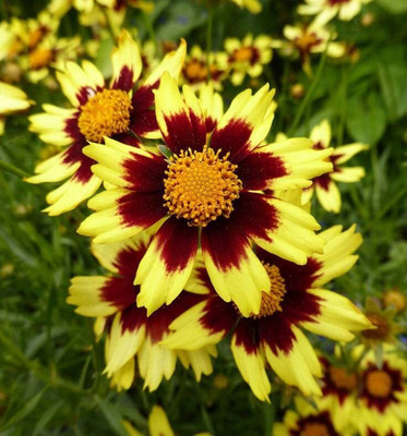 Lorvox Coreopsis flower Seed(145 per packet)