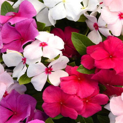 CYBEXIS Vinca Mixed Color F1 Hybrid Seeds(60 Seeds) Seed(60 per packet)