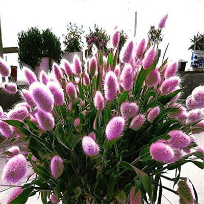 KNESSiN DLX-17 Bunny Tail Grass Seed(100 per packet)