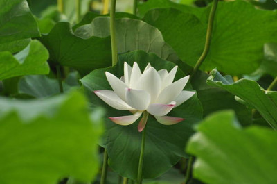 NAV JYOTI HYBRID SEEDS lotus,kamal seeds Seed(20 per packet)