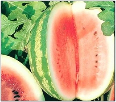 Qualtivate XXX-2A Crimson Sweet Watermelon Seeds Seed(100 per packet)