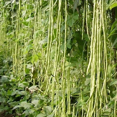 KNESSiN Yard Long Bean Seed(50 per packet)