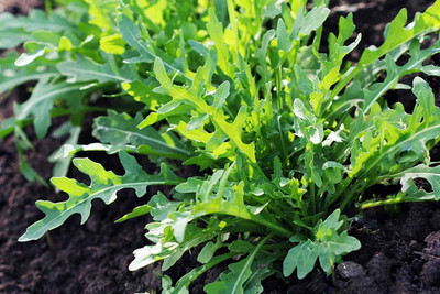 CYBEXIS LX-30 - Arugula Rocket Wild Roma - (750 Seeds) Seed(750 per packet)