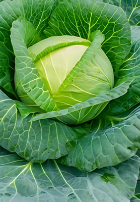 BISWAS All Season Hybrid Cabbage Seed(100 per packet)
