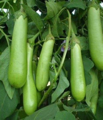 BDSresolve F1 hybrid brinjal seeds PACK OF 99 Seed(99 per packet)