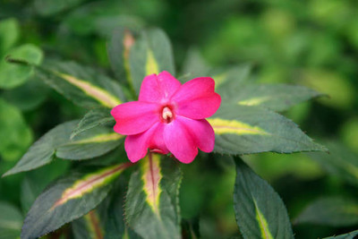 XOLDAA balsam frower Seed(30 per packet)