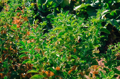 Khushi Prova Ashwagandha plants seeds Seed(76 per packet)