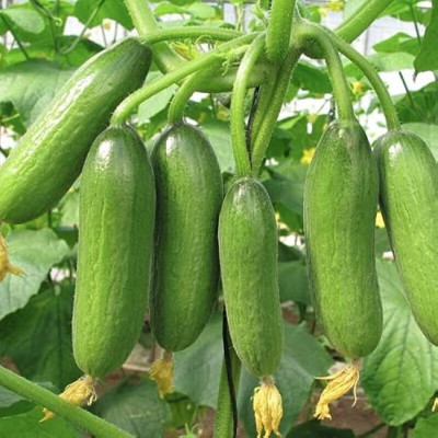 Pbevergreen Cucumber Seed(40 per packet)