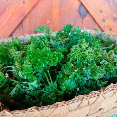 VibeX ® VLR-107 Herb Curly-Leaf Parsley Paramount Green Seed(500 per packet)