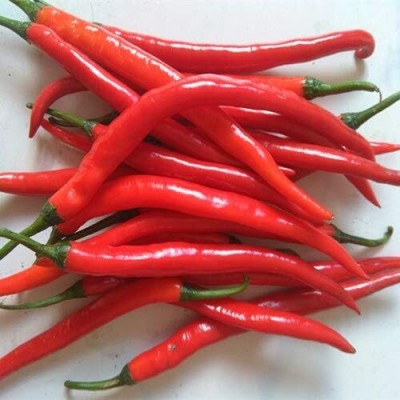 Qualtivate DXL-2AT Organic Long Slender Pepper Chilli Seed(300 per packet)