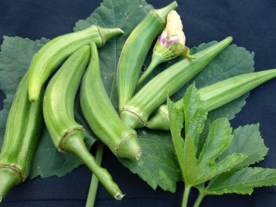 KNESSiN Hybrid Clemson Spineless Okra[300 Seeds] Seed(300 per packet)