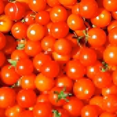 KANAYA Tomato Hybrid Seed(250 per packet)