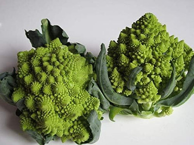 KNESSiN Broccoli Romanesque Seed(200 per packet)
